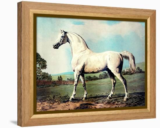 Vintage White Horse Chromolithograph "Mambrino," from the Picture by George Stubbs 1817-Piddix-Framed Stretched Canvas