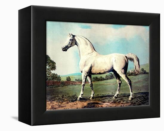 Vintage White Horse Chromolithograph "Mambrino," from the Picture by George Stubbs 1817-Piddix-Framed Stretched Canvas