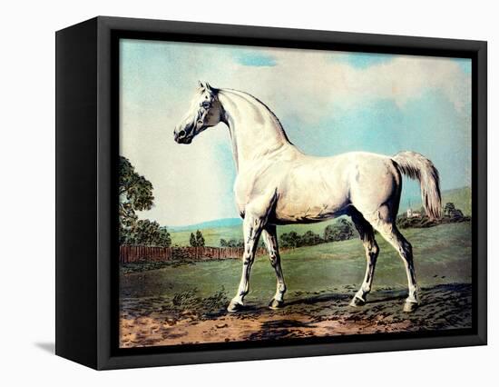 Vintage White Horse Chromolithograph "Mambrino," from the Picture by George Stubbs 1817-Piddix-Framed Stretched Canvas