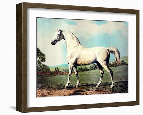 Vintage White Horse Chromolithograph "Mambrino," from the Picture by George Stubbs 1817-Piddix-Framed Art Print