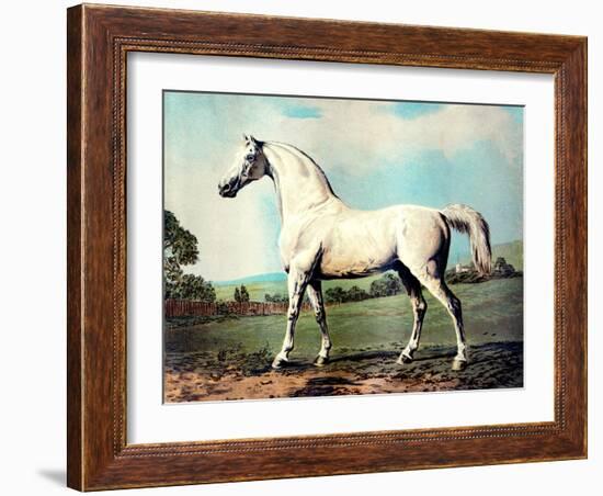 Vintage White Horse Chromolithograph "Mambrino," from the Picture by George Stubbs 1817-Piddix-Framed Art Print