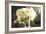 Vintage White Peony-Karyn Millet-Framed Photographic Print