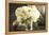 Vintage White Peony-Karyn Millet-Framed Premier Image Canvas