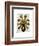 Vintage Yellow Octopus Underside-Fab Funky-Framed Art Print