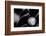 Vinyl_002-1x Studio III-Framed Photographic Print