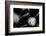 Vinyl_002-1x Studio III-Framed Photographic Print