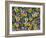 Viola Flowers-Robert Harding-Framed Photographic Print