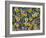 Viola Flowers-Robert Harding-Framed Photographic Print