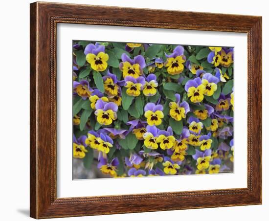 Viola Flowers-Robert Harding-Framed Photographic Print