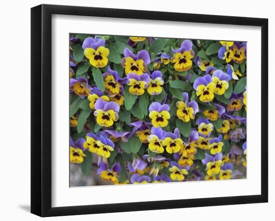 Viola Flowers-Robert Harding-Framed Photographic Print