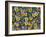 Viola Flowers-Robert Harding-Framed Photographic Print