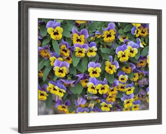 Viola Flowers-Robert Harding-Framed Photographic Print