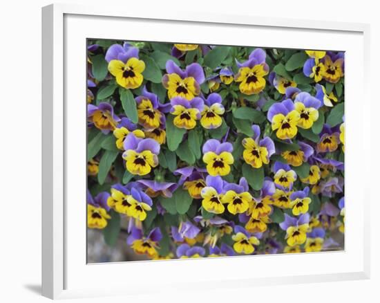 Viola Flowers-Robert Harding-Framed Photographic Print