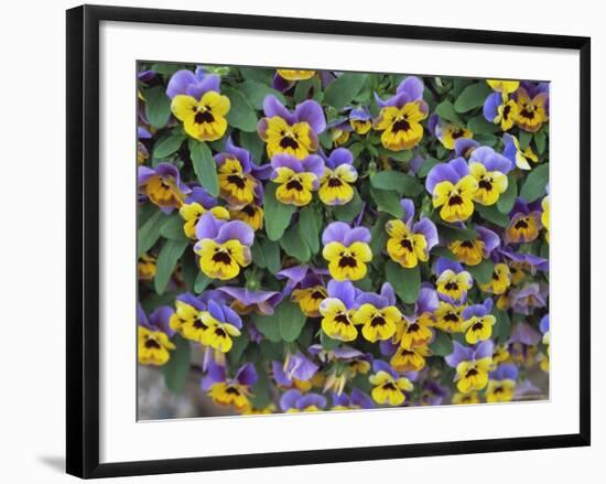 Viola Flowers-Robert Harding-Framed Photographic Print