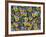 Viola Flowers-Robert Harding-Framed Photographic Print