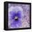 Viola - Secret Love-Cora Niele-Framed Stretched Canvas