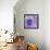 Viola - Secret Love-Cora Niele-Framed Stretched Canvas displayed on a wall