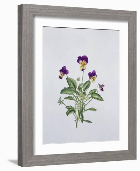 Viola Tricolor, 1999-Ruth Hall-Framed Giclee Print