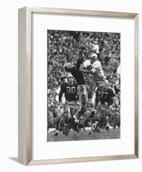 Violent Action: Don Helleder Trying to Retrieve Ball from Navy Defense During Army-Navy Game-John Dominis-Framed Photographic Print