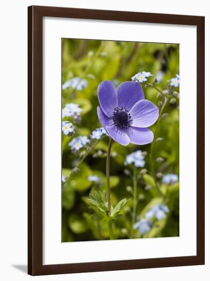 Violet Anemone Flower-Richard T. Nowitz-Framed Photographic Print