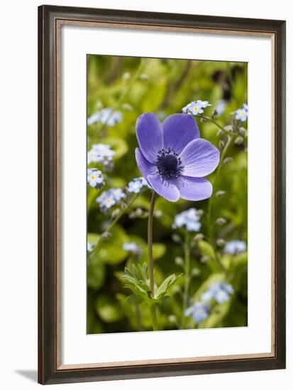 Violet Anemone Flower-Richard T. Nowitz-Framed Photographic Print