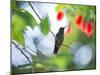 Violet-Capped Wood Nymph, Thalurania Glaucopis, Rests on a Tropical Tree Branch in Ubatuba, Brazil-Alex Saberi-Mounted Photographic Print