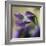 Violet Closeup-Anna Miller-Framed Photographic Print