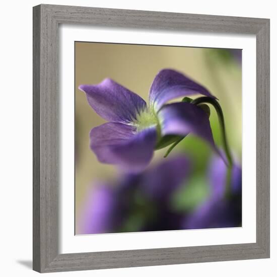 Violet Closeup-Anna Miller-Framed Photographic Print