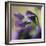 Violet Closeup-Anna Miller-Framed Photographic Print