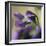 Violet Closeup-Anna Miller-Framed Photographic Print