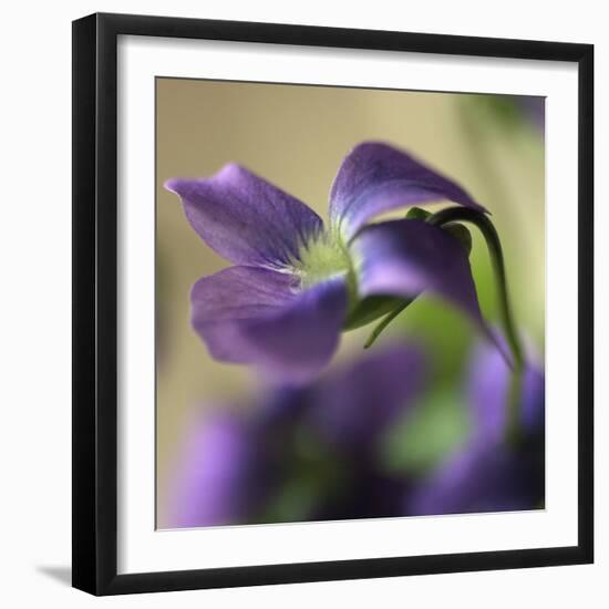 Violet Closeup-Anna Miller-Framed Photographic Print