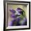 Violet Closeup-Anna Miller-Framed Photographic Print