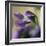 Violet Closeup-Anna Miller-Framed Photographic Print