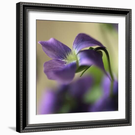 Violet Closeup-Anna Miller-Framed Photographic Print