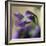 Violet Closeup-Anna Miller-Framed Photographic Print