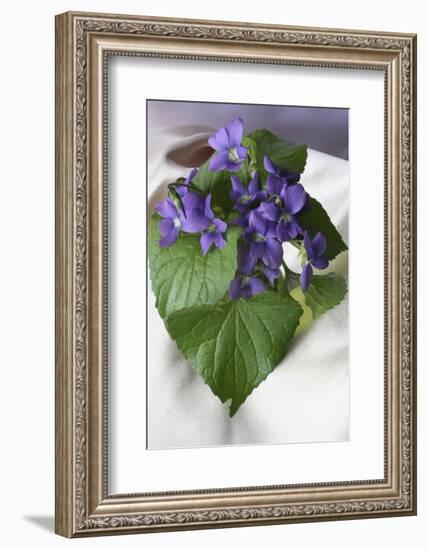 Violet Closeup-Anna Miller-Framed Photographic Print