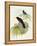 Violet Cuckoo (Chrysococcyx Xanthorhynchus)-John Gould-Framed Premier Image Canvas