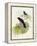 Violet Cuckoo (Chrysococcyx Xanthorhynchus)-John Gould-Framed Premier Image Canvas