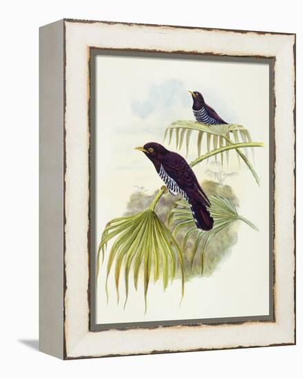 Violet Cuckoo (Chrysococcyx Xanthorhynchus)-John Gould-Framed Premier Image Canvas