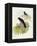 Violet Cuckoo (Chrysococcyx Xanthorhynchus)-John Gould-Framed Premier Image Canvas