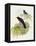 Violet Cuckoo (Chrysococcyx Xanthorhynchus)-John Gould-Framed Premier Image Canvas