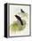 Violet Cuckoo (Chrysococcyx Xanthorhynchus)-John Gould-Framed Premier Image Canvas