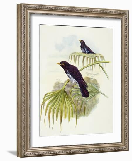 Violet Cuckoo (Chrysococcyx Xanthorhynchus)-John Gould-Framed Giclee Print