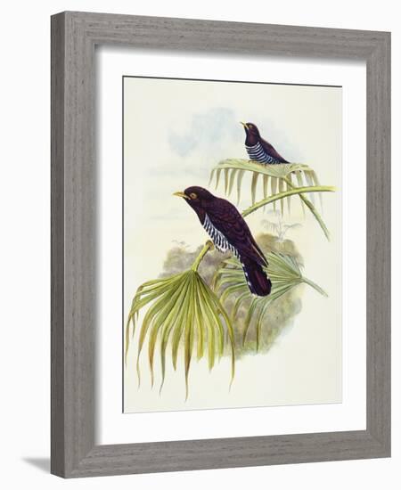 Violet Cuckoo (Chrysococcyx Xanthorhynchus)-John Gould-Framed Giclee Print