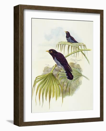 Violet Cuckoo (Chrysococcyx Xanthorhynchus)-John Gould-Framed Giclee Print