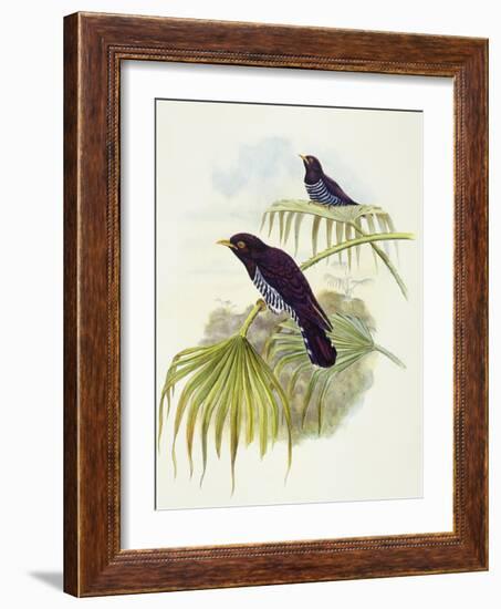 Violet Cuckoo (Chrysococcyx Xanthorhynchus)-John Gould-Framed Giclee Print