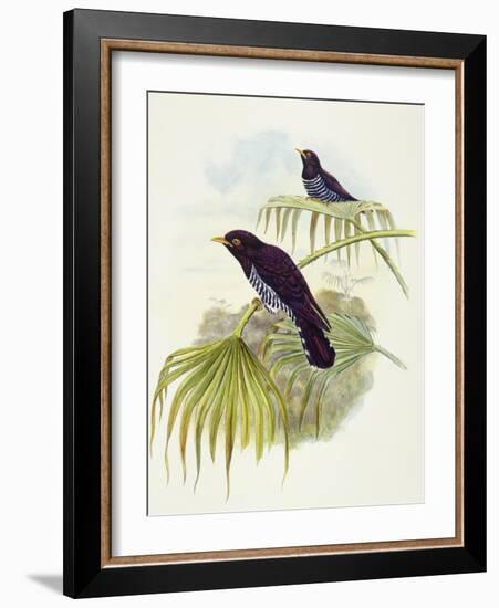 Violet Cuckoo (Chrysococcyx Xanthorhynchus)-John Gould-Framed Giclee Print