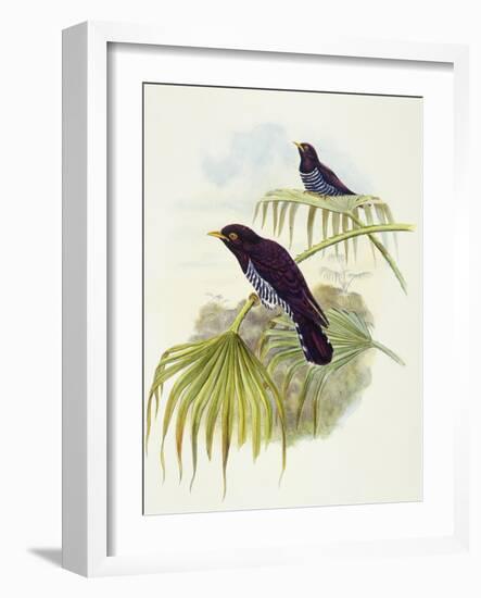 Violet Cuckoo (Chrysococcyx Xanthorhynchus)-John Gould-Framed Giclee Print