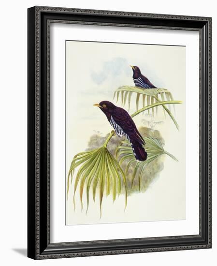 Violet Cuckoo (Chrysococcyx Xanthorhynchus)-John Gould-Framed Giclee Print