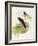 Violet Cuckoo (Chrysococcyx Xanthorhynchus)-John Gould-Framed Giclee Print